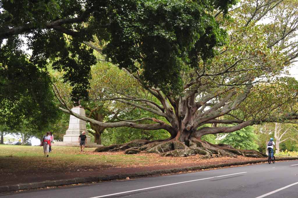 One of the coolest trees I have ever seen!